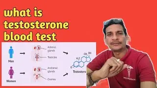 Testosterone blood test full details explain 