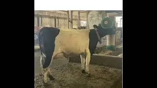Oreo cow with brush