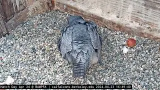 4-23-24 Chick ends up out of the pile, Archie eventually gets it back in
