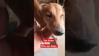 eye infaction treatment #dog #cow #funny #animals #motivation #cat #puppet #puppylife #veteran #vet