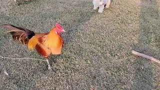 Calpara Peruvian