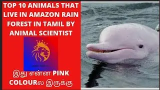 TOP 10 ANIMALS THAT LIVE IN AMAZON RAIN FOREST IN TAMIL