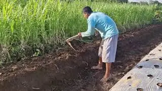 CREATIVE SIMPLE TOOL METHOD: TURNING LAND INTO RAISED BEDS! -Agriculture Farming