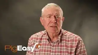 Lactation for Sows