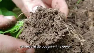 DSV zaden | TerraLife SolaRigol TR groenbemester 2024