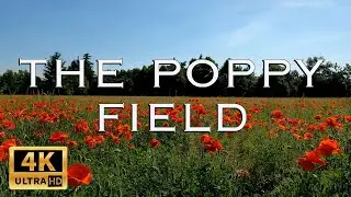 4K The Poppy Field  - Relaxing Nature Sounds