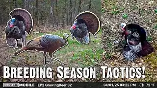Spring Turkey Behavior: What You Need to Know