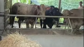 Simple Village Life in Vietnam  Farming and Raising Animals in the Mekong Delta