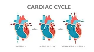 Cardiac Cycle | Cardiac Cycle Physiology #Cardiology #BPT #MBBS #medical