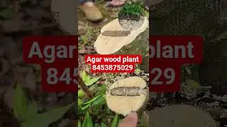 AGAR wood northeast This Tree All ready Full growth