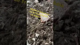 😱Growing morels at home 🏡 on wood ash 🪵