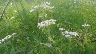 Wiese mit Blumen neben Fluss