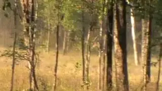 bull catching queensland
