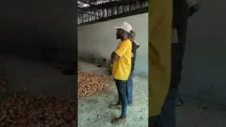 harvesting and drying onions                   #postharvest
