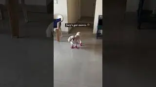 First time in shoes 👞 Shihtzu dog #shihtzu #dog