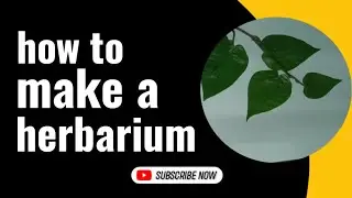 #Herbarium ll How to make herbarium easily...