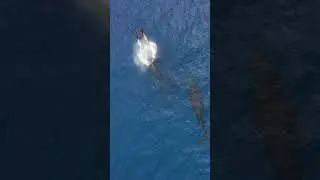 sea-water-ocean-animals