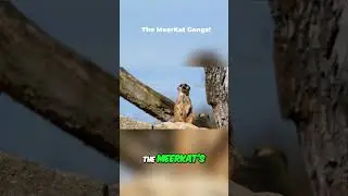 Meerkat Survival: Scorpions, Predators, and Territorial Battles #animals #wildanimals #meerkat