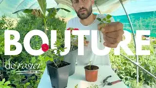 Bouture de rosier | Comment multiplier son rosier