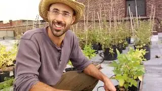 The Viability of Roof-grown Foods
