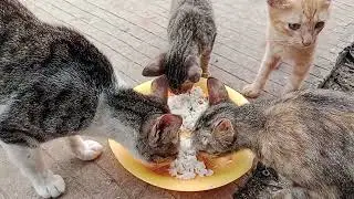Munel mulai bersahabat dengan kucing lain