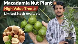 Macadamia Nut Plants for Sale 🌱 | High Profit Dry Fruit Farming | Healthy Plants #shabnamenterprise 