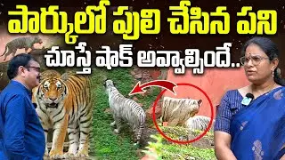 పార్కులో పులి చేసికి  పని షాక్ అవ్వాల్సిందే | Indira Gandhi Zoo Park Curator G.Mangamma About Tiger
