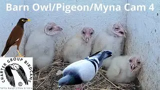 LIVE Pigeon/Kestrel/Barn Owl/Myna Israel Cam 4|תנשמות| The Charter Group of Wildlife Ecology