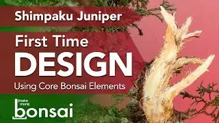 Juniper Bonsai: First Time Bonsai Styling - Bonsai Core Concepts