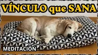EL VÍNCULO QUE SANA: Meditación, Perritos REALES.
