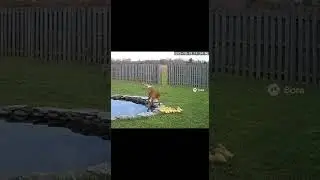 Will the Dog Protect Its Home? 🐶⚔️ Unexpected Intruder at the Gate! 😱#BraveDog #HomeProtector