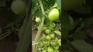Видео от подписчицы.  Моя рассада томата 