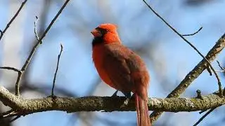 Northern Cardinal Singing Its Morning Song