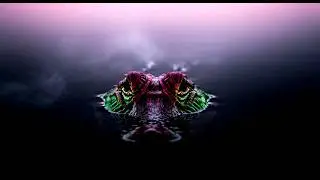 What Happens Inside an Alligator&rsquo;s Mind at Night