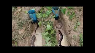 Creative Boys Using Water Pipe Deep Hole Fish Trap