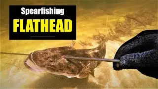 Spearfishing Thompson Beach South Australia | Flathead, whiting and mullet