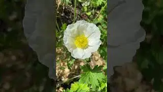 Coquelicot blanc. Белый мак.