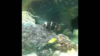 Clown fish chasing laser pointer