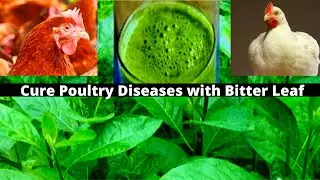 How To Use Bitter Leaf To Prevent And Treat Poultry Diseases