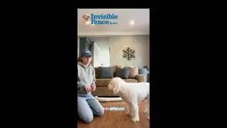 Take a Bow with your dog! How to step by step