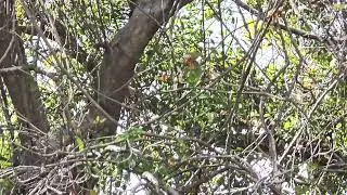 Nature's Playground: Crow flies the skies and Squirrel goes from branch to branch