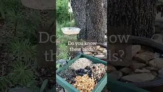 Bird Quiz! Do you know these birds? #birds #birdfeeder #wildlife #nature #birdfeeding