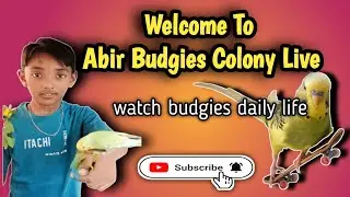 abir budgies colony is live | welcome to abir budgies colony