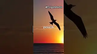 Bird with Red Pouch: Frigate Birds #frigatebird #facts #animal #wildlife #animal #animalfacts
