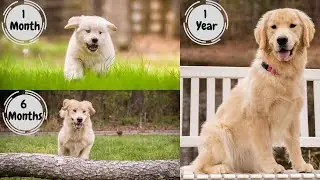 Golden Retriever Puppy growing up 1-12 months | Too Cute!