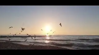 Waves and Seagulls on the beach sounds for relaxing, sleeping, meditading, RPG sessions - 1 HOUR