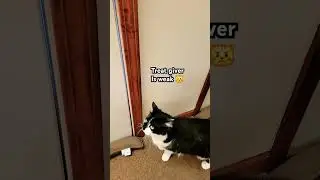 Striker can't get outside - Blame the Weak treat giver! 😼❄