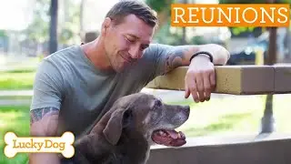Trainer's Emotional Reunion With Anxious Labrador Mix | Lucky Dog Reunions