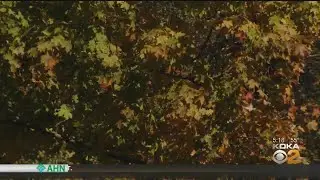 2020 Fall Foliage Shaping Up To Best Yet