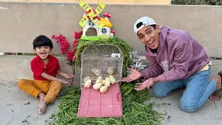 Pumpi Ka Mini House Ready Hogea 😘| Chicks Ka Naya Ghar Kisne Banaya 😅|